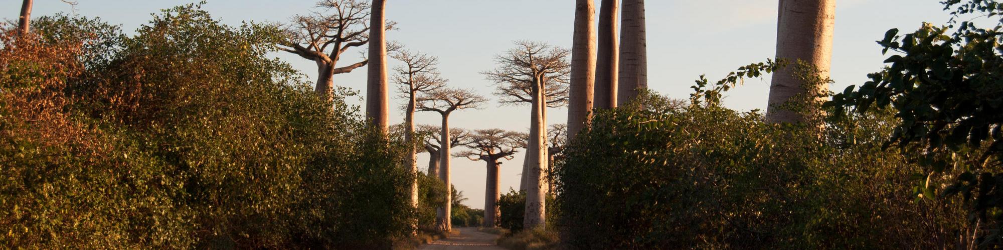 Baobabs