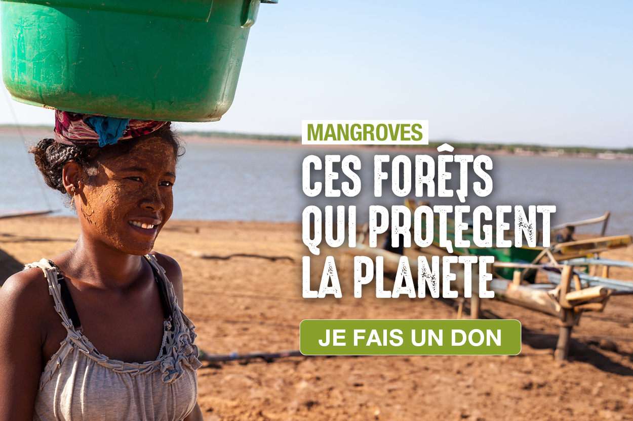 Je fais un don pour les mangroves