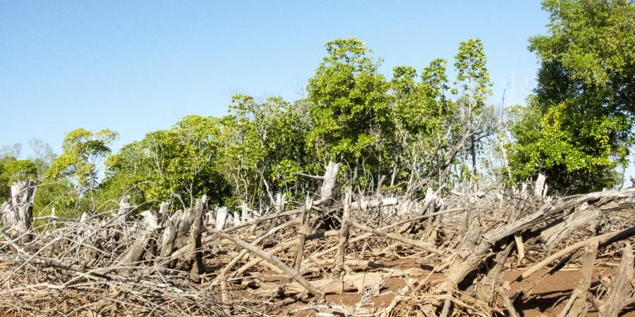 Mangroves.