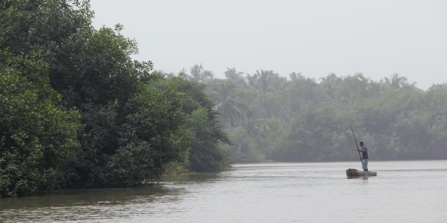 Les mangroves, ces forêts qui protègent la planète