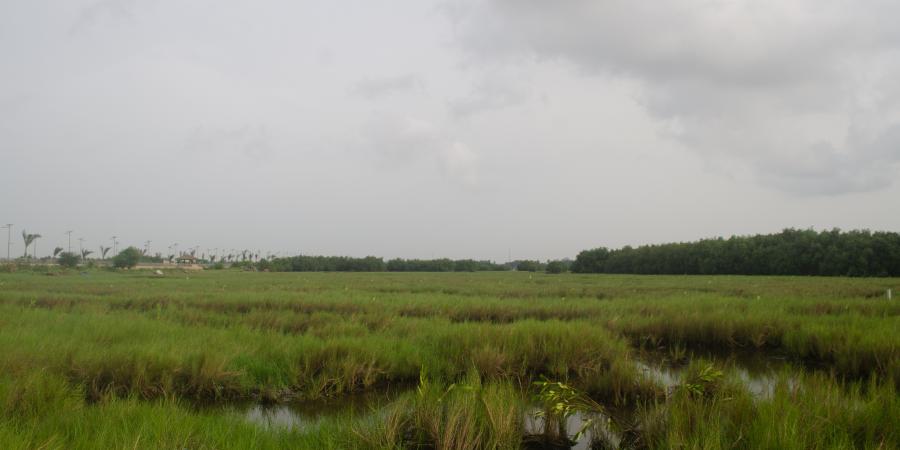 mangroves drains