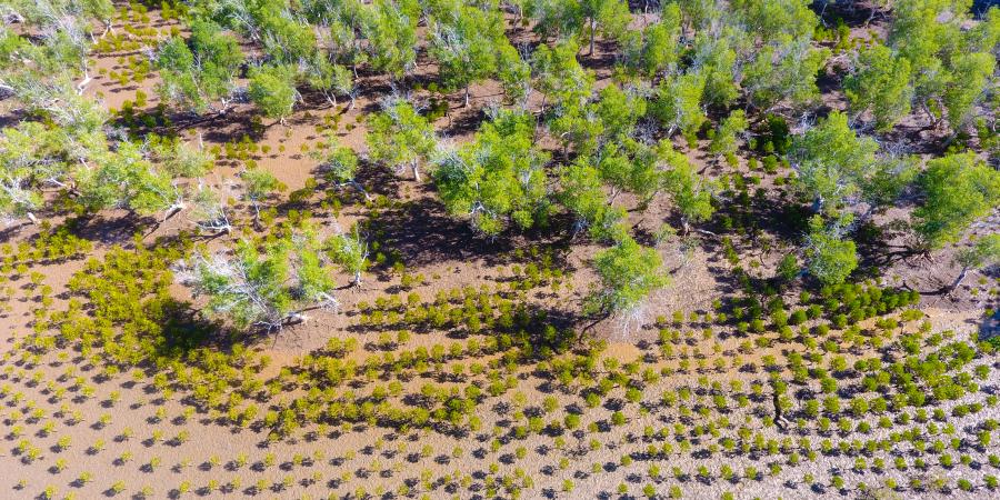 mangroves.