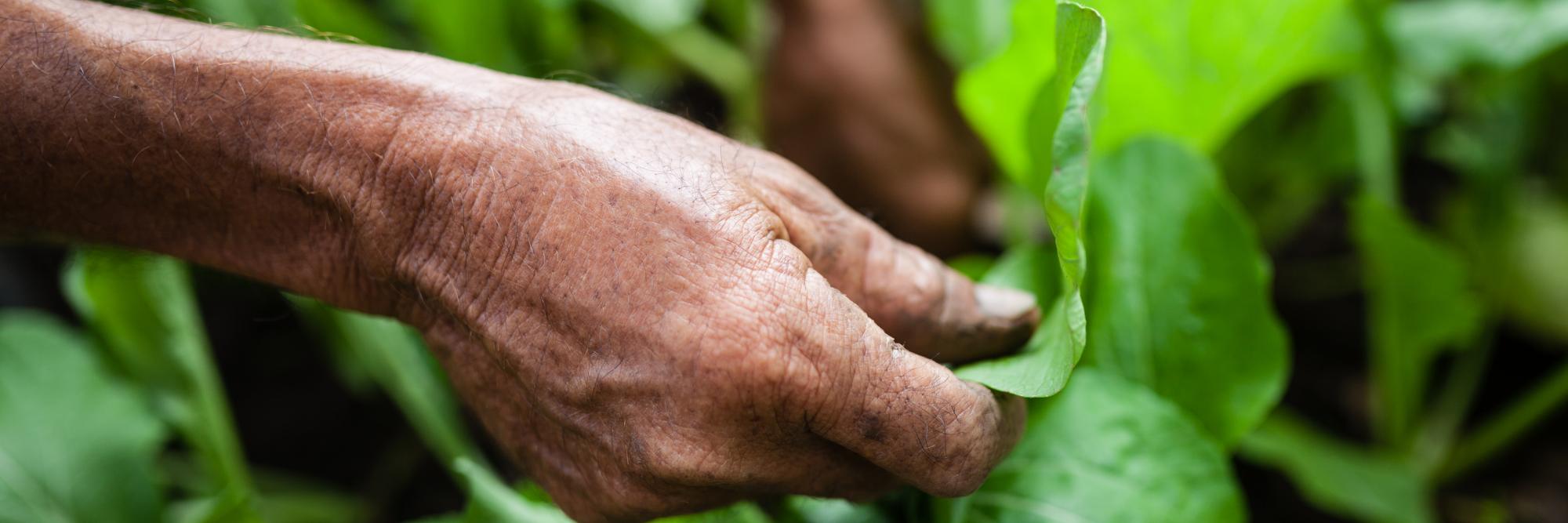 Agriculture Durable