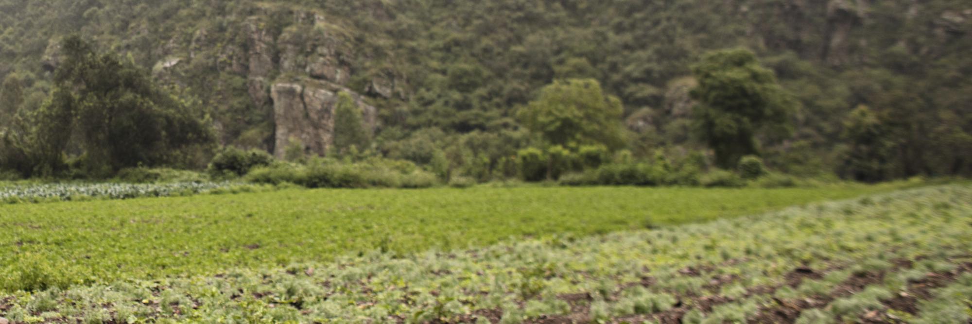 Résilience en santé mentale face au changement climatique en Bolivie