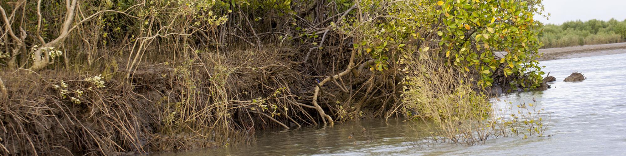 Mangroves