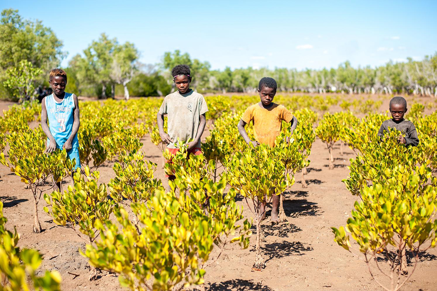 Gestion durable des mangroves