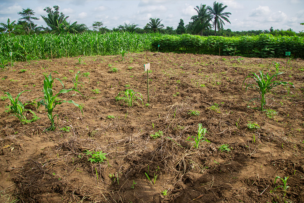 Sustainable management of the Mono Delta biosphere