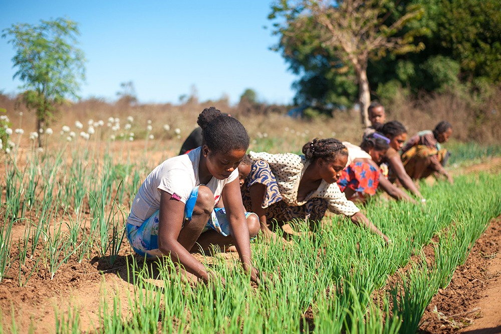 Socio-economic resilience of rural women in Menabe